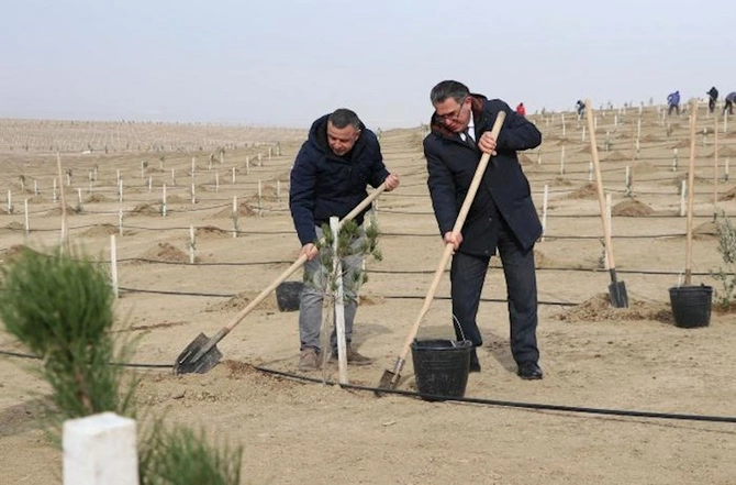 Müşfiqabadda növbəti ağacəkmə aksiyası — FOTOLAR