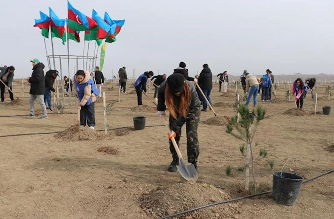 Müşfiqabadda növbəti ağacəkmə aksiyası — FOTOLAR