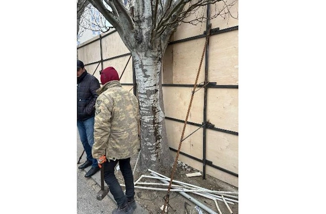 Bakının mərkəzində “yaşıllıq soyqırımı” ola bilər — Ağaclar kəsilmək üçün hasara alındı (FOTOLAR)