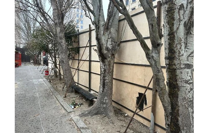 Bakının mərkəzində “yaşıllıq soyqırımı” ola bilər — Ağaclar kəsilmək üçün hasara alındı (FOTOLAR)