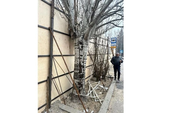 Bakının mərkəzində “yaşıllıq soyqırımı” ola bilər — Ağaclar kəsilmək üçün hasara alındı (FOTOLAR)