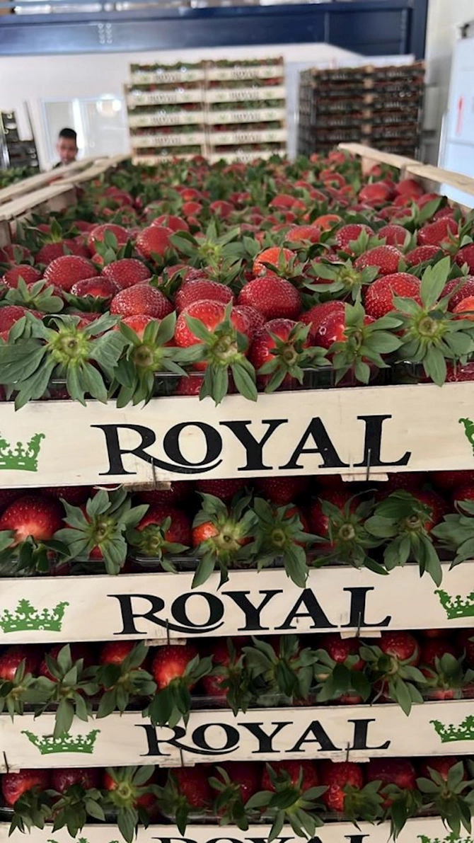 Moskvanın “Food City” bazarında çiyələk monopliyasını yaradan və soydaşlarımızı aç qoyan transmilli şəbəkə…