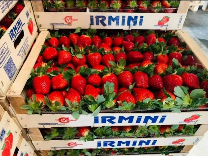 Moskvanın “Food City” bazarında çiyələk monopliyasını yaradan və soydaşlarımızı aç qoyan transmilli şəbəkə…
