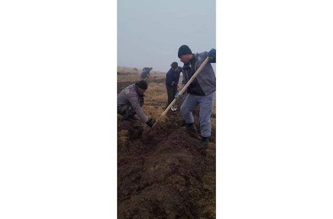 Su çərşənbəsində meşə fondu torpaqlarında 55 mindən çox ağac əkildi — FOTO