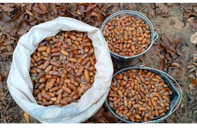 Su çərşənbəsində meşə fondu torpaqlarında 55 mindən çox ağac əkildi — FOTO