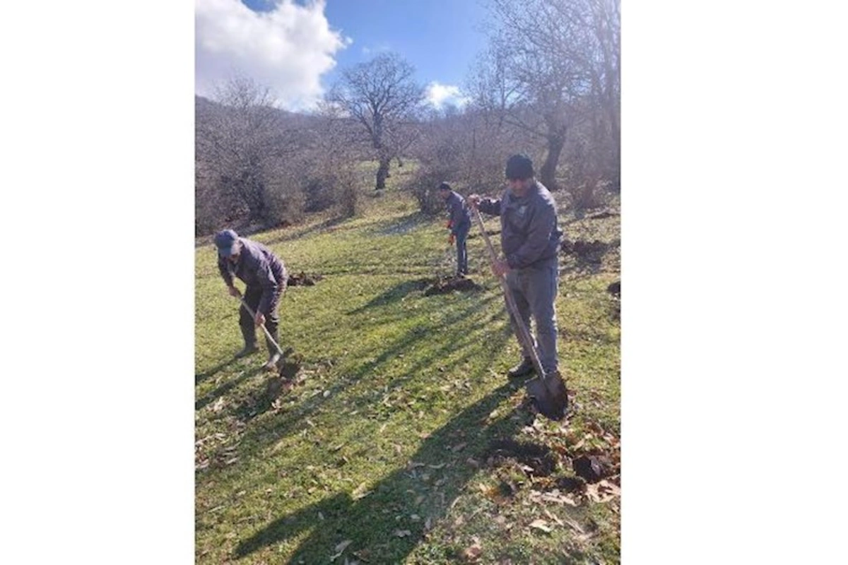 Su çərşənbəsində meşə fondu torpaqlarında 55 mindən çox ağac əkildi — FOTO
