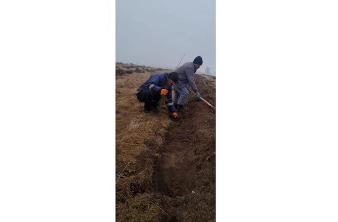 Su çərşənbəsində meşə fondu torpaqlarında 55 mindən çox ağac əkildi — FOTO