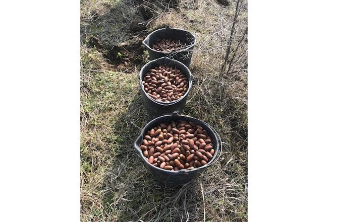 Meşə fondu torpaqlarında ağac əkininə start verildi — FOTO