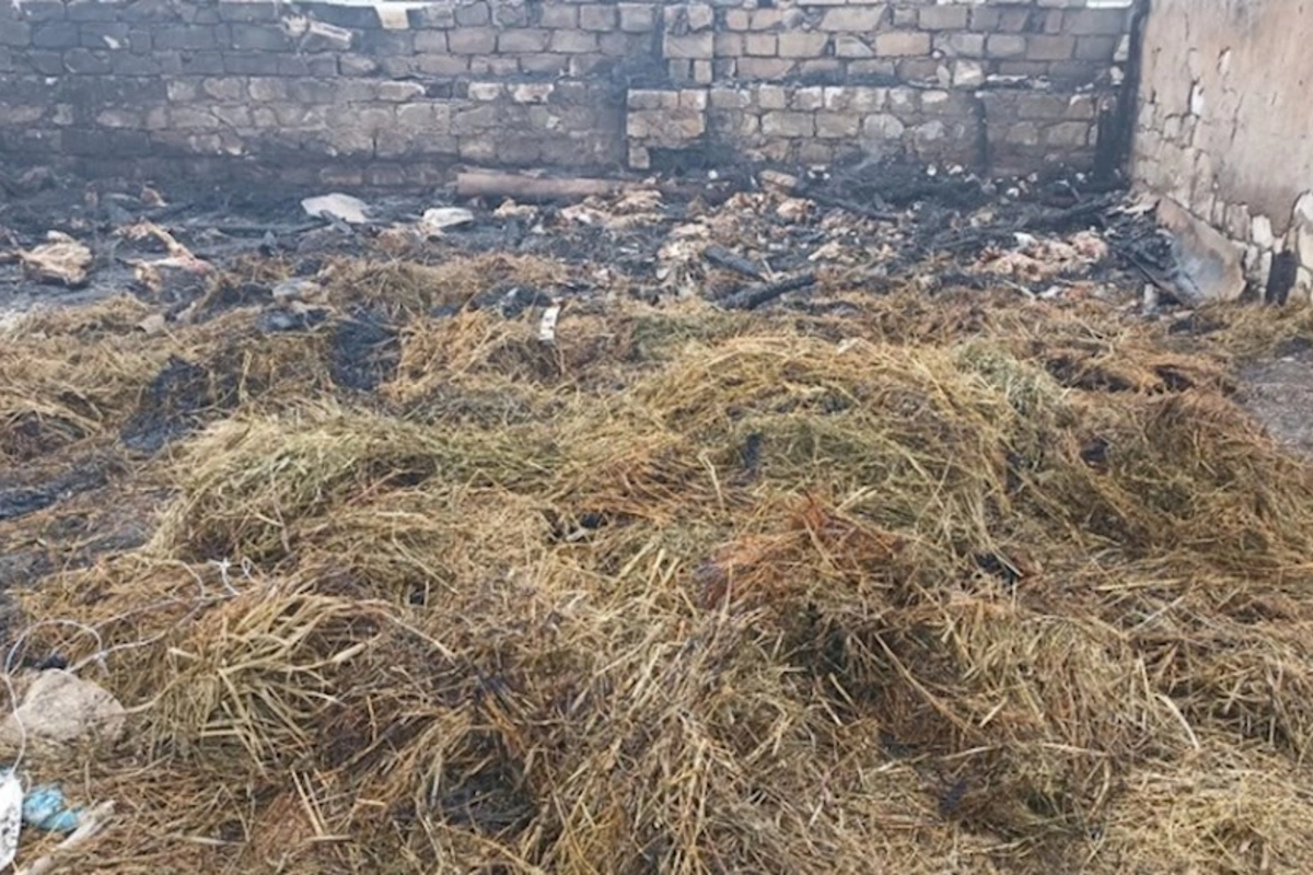 Sifarişlə fermanı yandırdılar — 230 heyvan tələf oldu