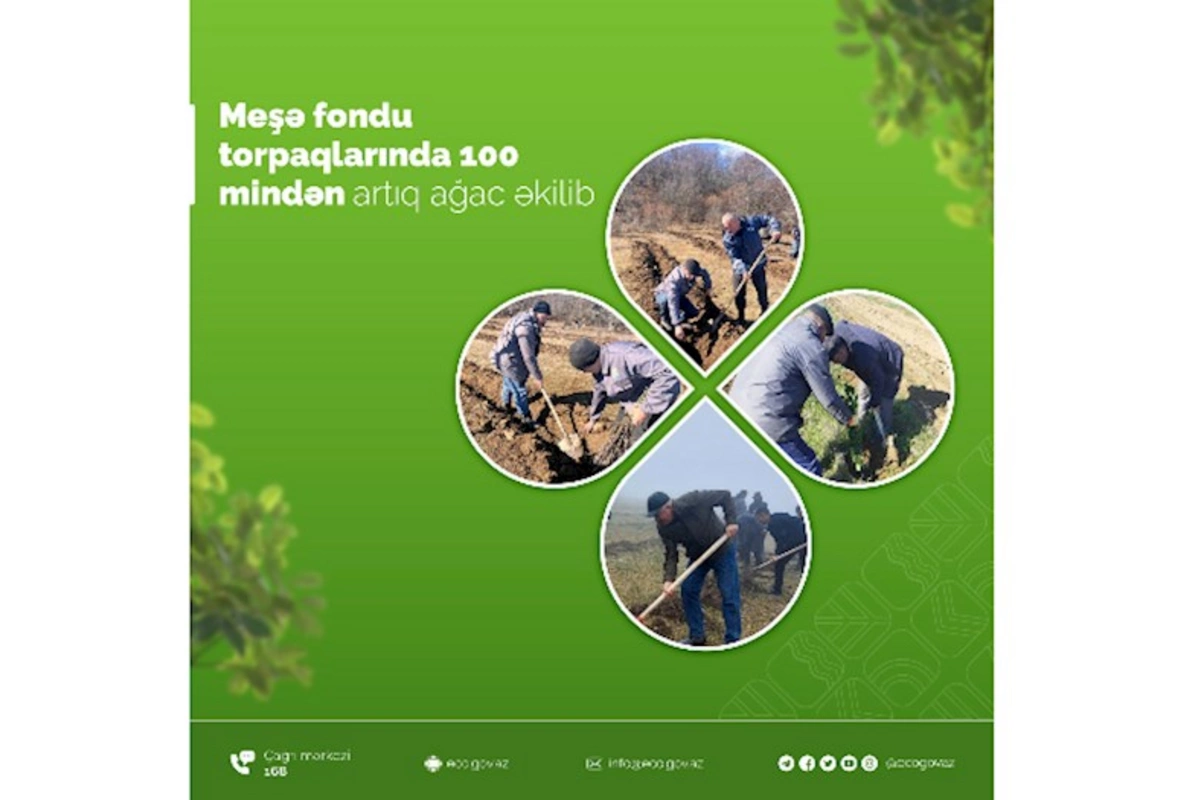 Meşə fondu torpaqlarında bayram günlərində 100 mindən artıq ağac əkilib