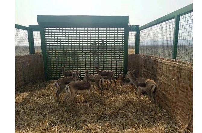 Acınohur düzünə növbəti dəfə ceyranlar buraxıldı — FOTO Acınohur düzünə növbəti dəfə ceyranlar buraxıldı — FOTO
