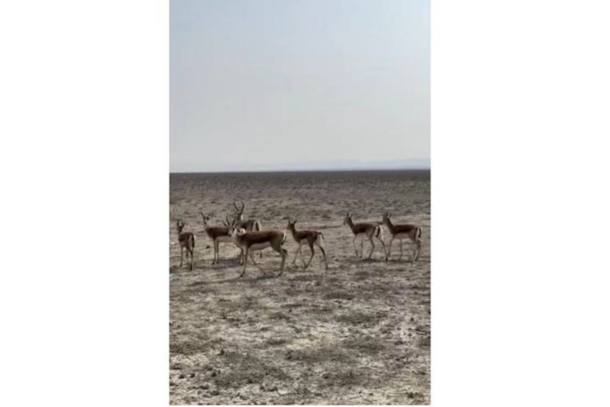 Acınohur düzünə növbəti dəfə ceyranlar buraxıldı — FOTO
