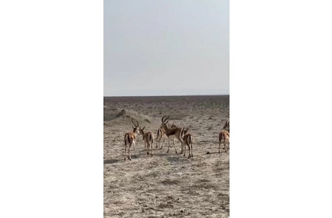 Acınohur düzünə növbəti dəfə ceyranlar buraxıldı — FOTO Acınohur düzünə növbəti dəfə ceyranlar buraxıldı — FOTO