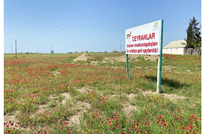 Laləli çəmənlik görmək istəyənlər, tələsin! — FOTOLAR