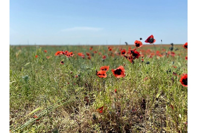 Laləli çəmənlik görmək istəyənlər, tələsin! — FOTOLAR