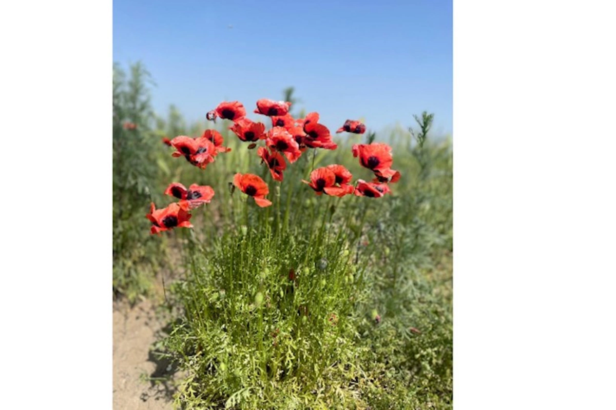 Laləli çəmənlik görmək istəyənlər, tələsin! — FOTOLAR