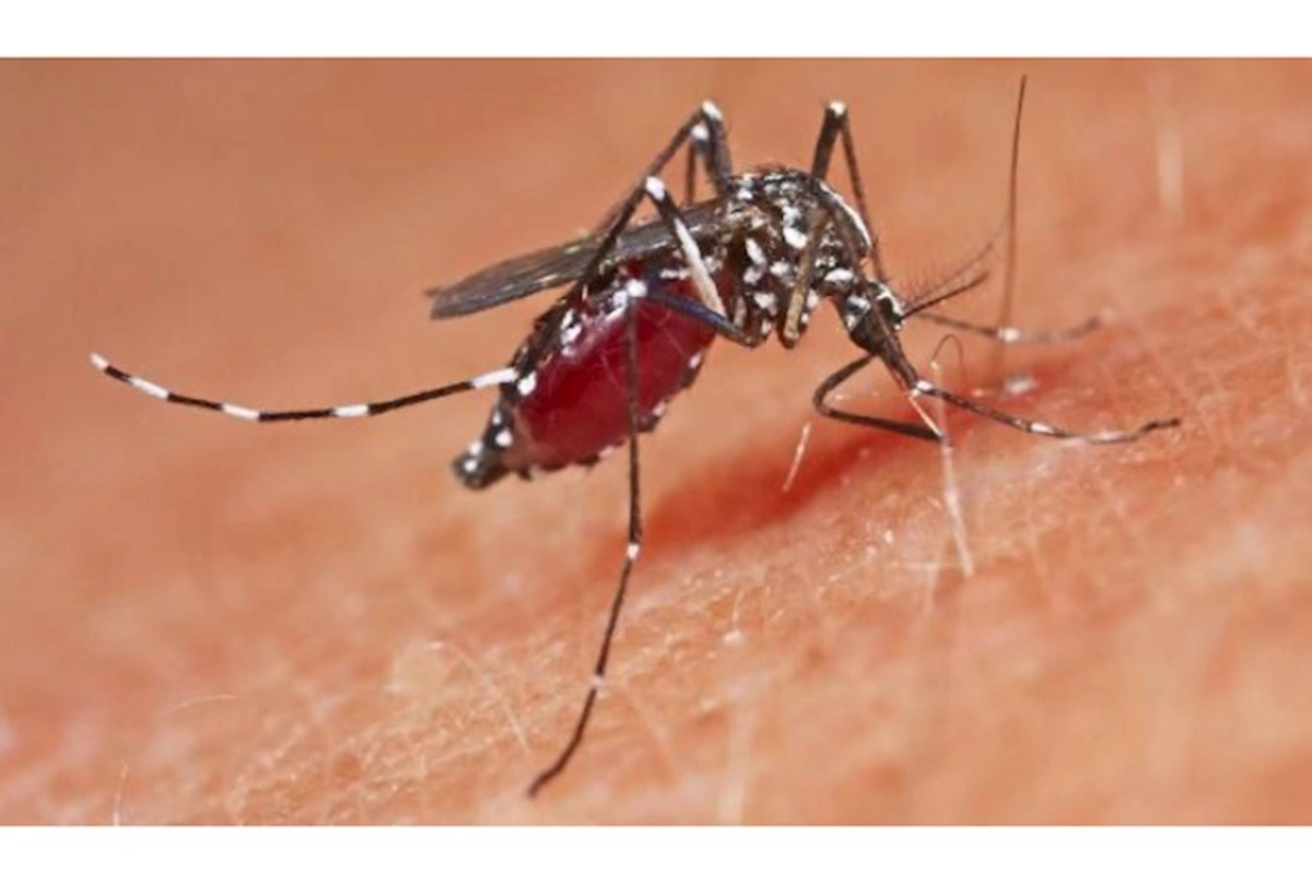 Avropada ağcaqanadlarla ötürülən epidemiya yayılıb