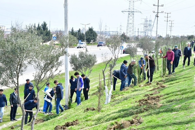 Abşeronda ağacəkmə və təmizlik aksiyası keçirildi — FOTOLAR