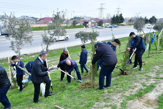 Abşeronda ağacəkmə və təmizlik aksiyası keçirildi — FOTOLAR