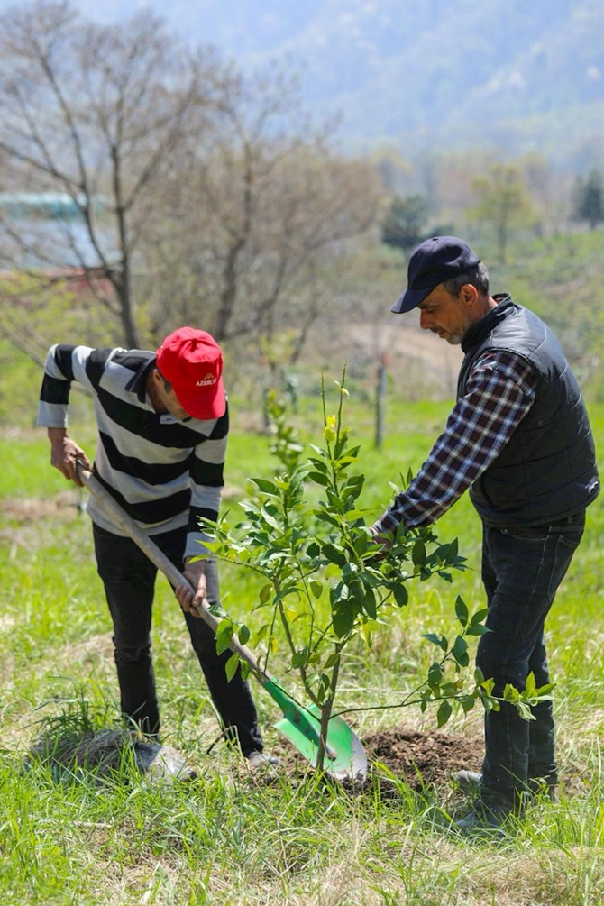 Çayçılıq sənayesinə təsir edəcək addım — FOTO