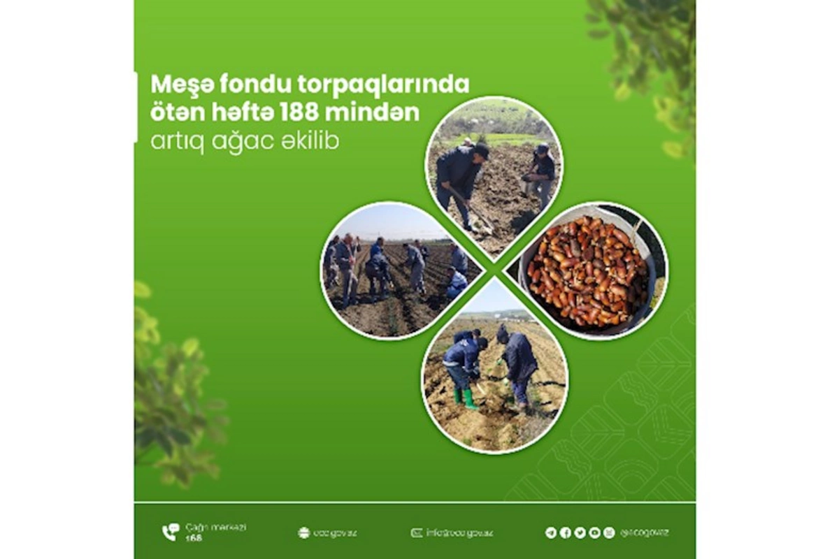 Ötən həftə 188 mindən artıq ağac əkilib