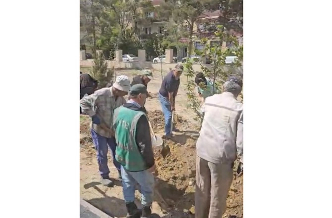 BŞİH ağacəkmə aksiyası keçirdi — FOTOLAR BŞİH ağacəkmə aksiyası keçirdi — FOTOLAR