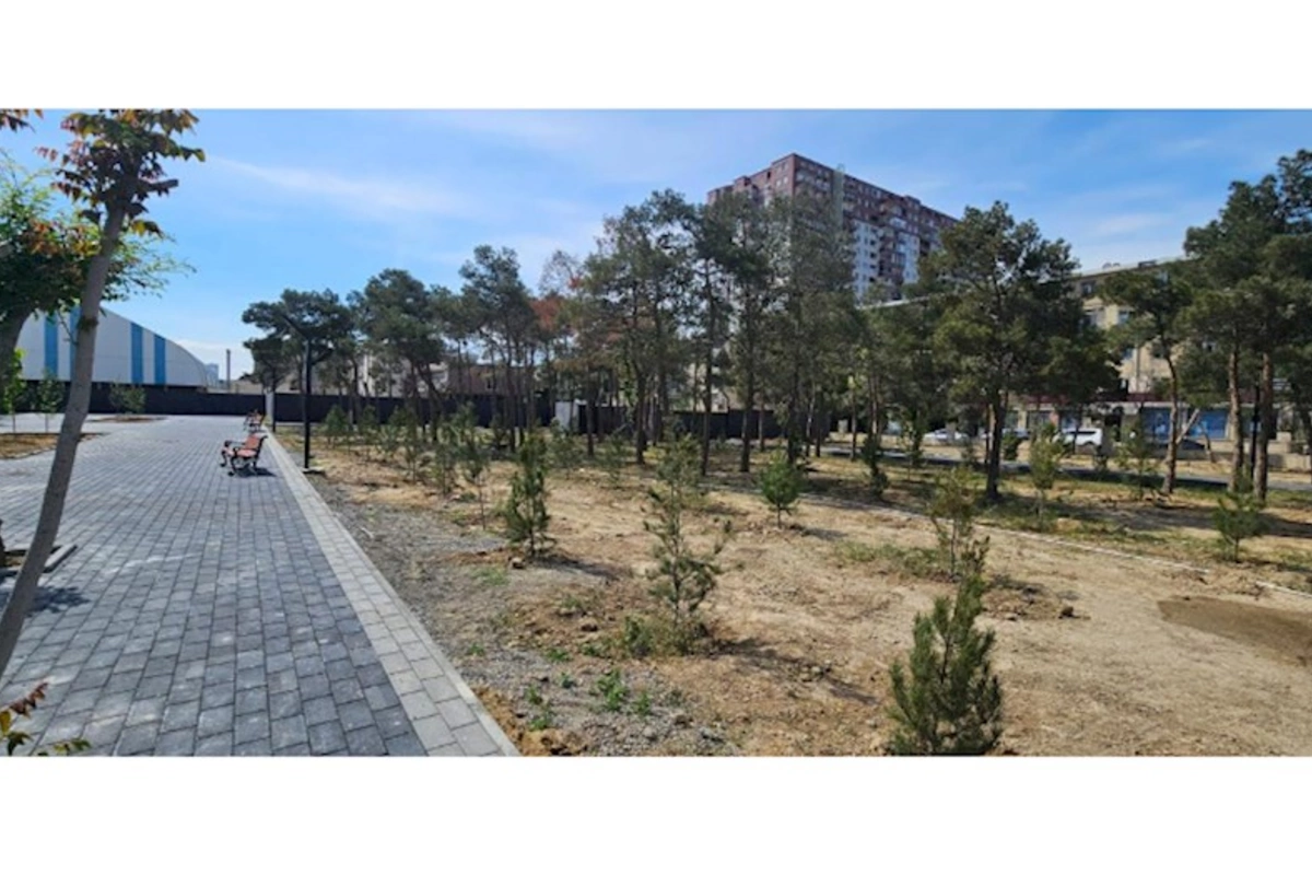 BŞİH ağacəkmə aksiyası keçirdi — FOTOLAR