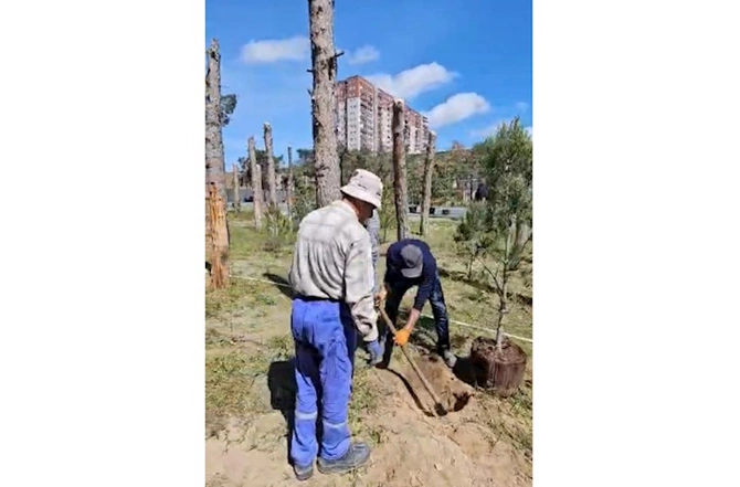 BŞİH ağacəkmə aksiyası keçirdi — FOTOLAR BŞİH ağacəkmə aksiyası keçirdi — FOTOLAR