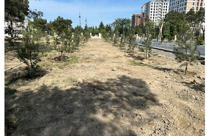 BŞİH ağacəkmə aksiyası keçirdi — FOTOLAR BŞİH ağacəkmə aksiyası keçirdi — FOTOLAR