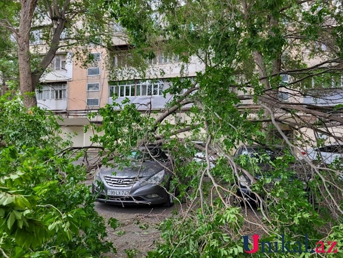 Bakıda ağac aşdı, avtomobillərə ziyan dəydi — FOTO