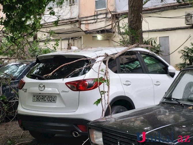 Bakıda ağac aşdı, avtomobillərə ziyan dəydi — FOTO
