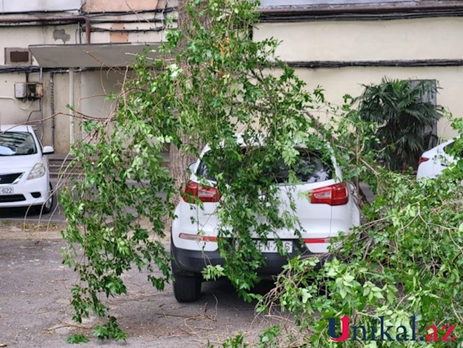 Bakıda ağac aşdı, avtomobillərə ziyan dəydi — FOTO