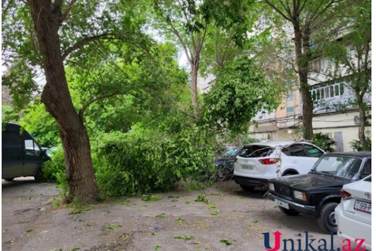 Bakıda ağac aşdı, avtomobillərə ziyan dəydi — FOTO