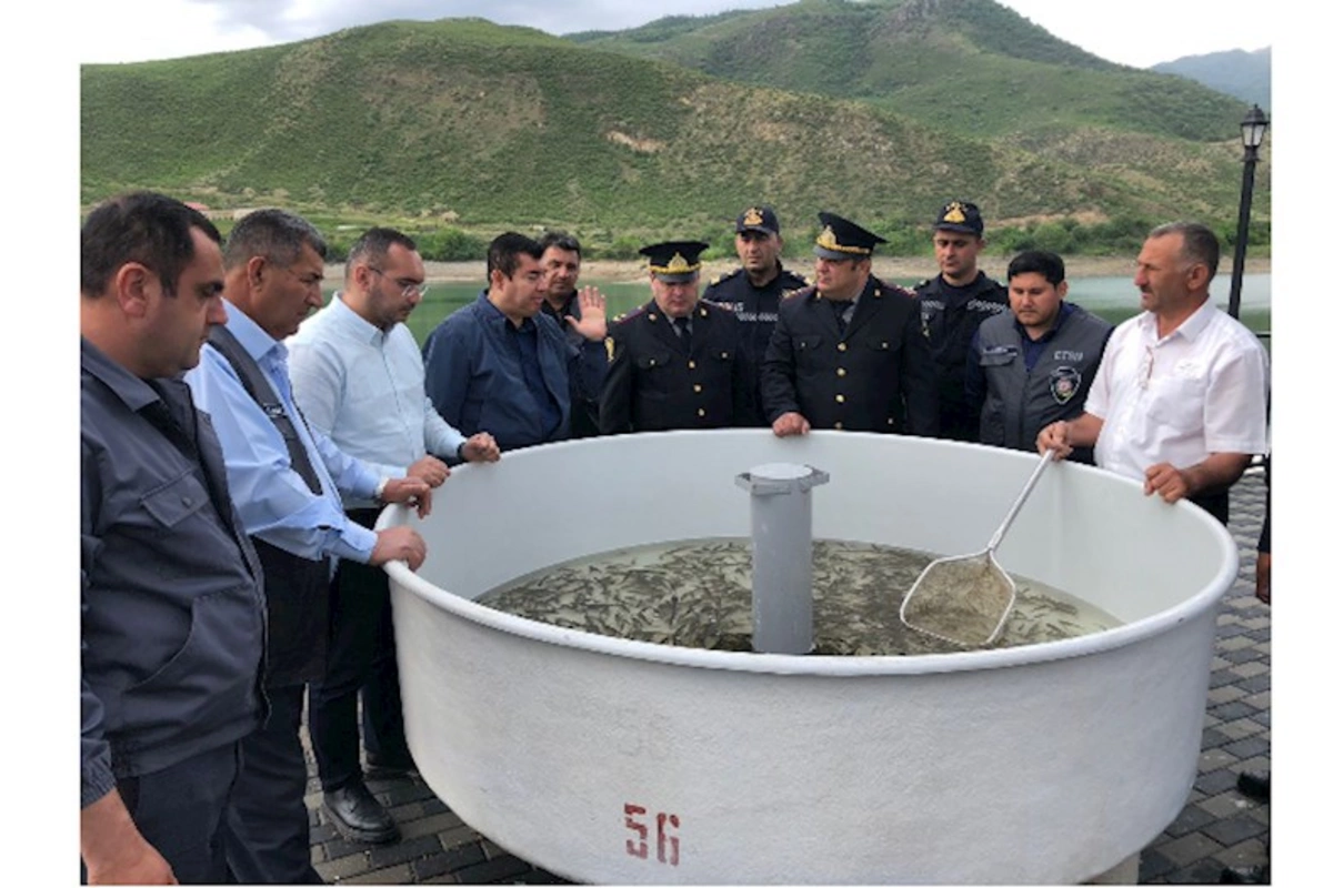 Suqovuşan su anbarına balıq körpələri buraxıldı — FOTO