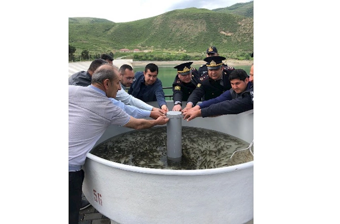 Suqovuşan su anbarına balıq körpələri buraxıldı — FOTO
