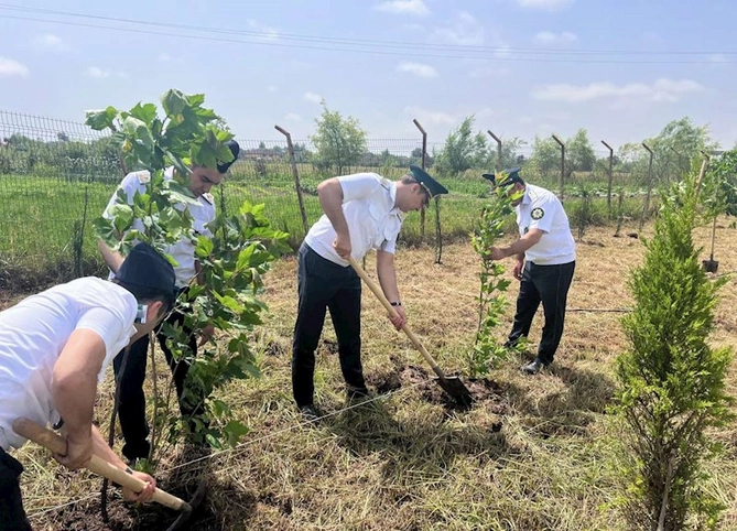 “Yaşıl dünya naminə həmrəylik ili” çərçivəsində növbəti ağacəkmə aksiyası keçirilib — FOTOLAR