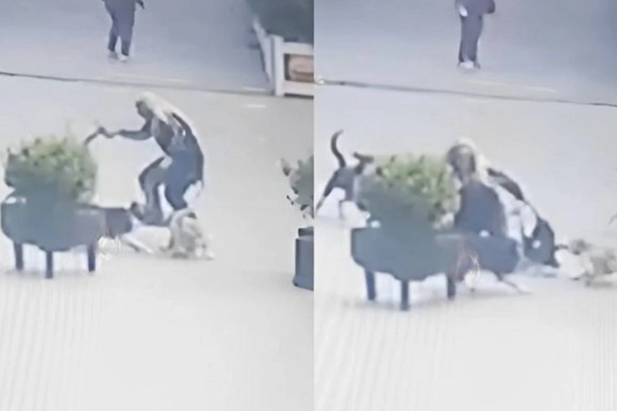Xırdalanda küçə itləri qadını dişlədi — ANBAAN VİDEO