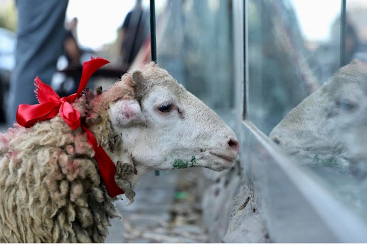 Qurban bayramı ilə bağlı fətva verildi