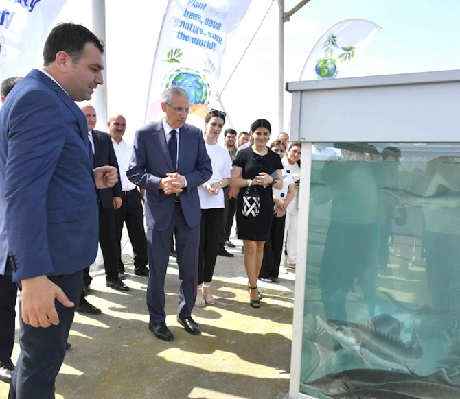 Kür çayına növbəti dəfə balıq körpələri buraxılıb — FOTOLAR