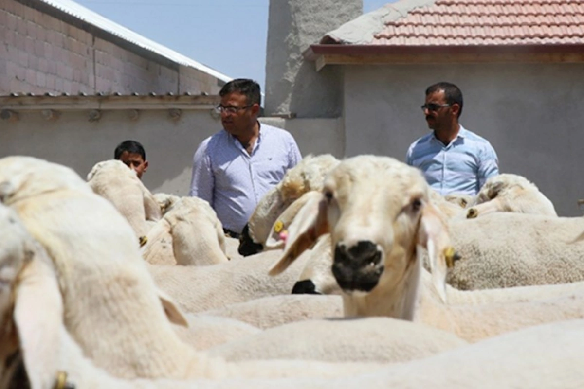 Türkiyədə Qurban bayramında 16 min nəfər yaralanıb