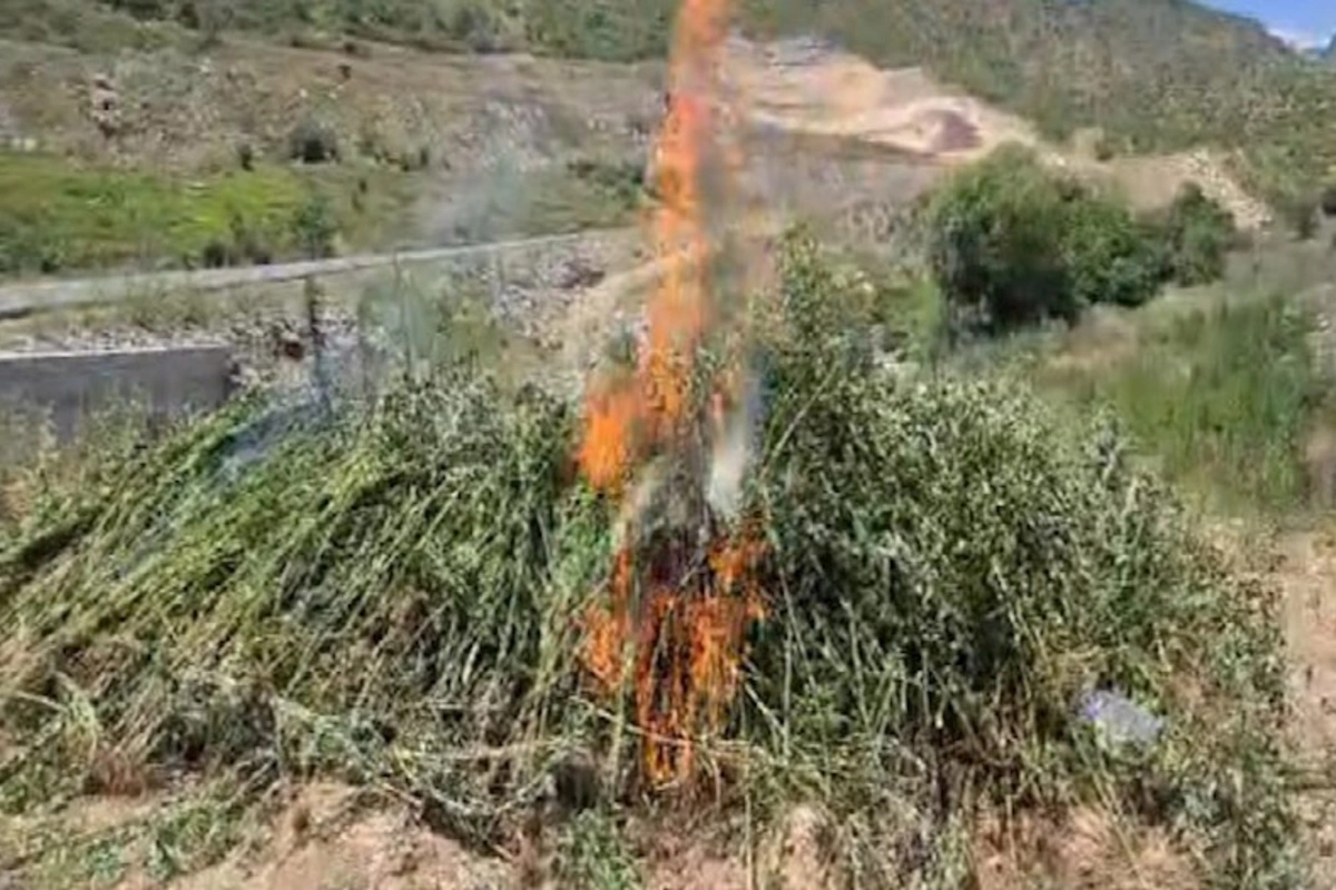 Qubadlıda 2 tona yaxın çətənə bitkisi məhv edildi