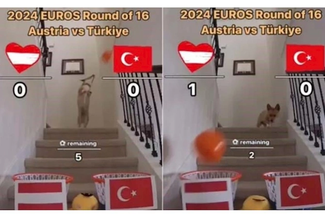 Öncəgörən itdən proqnoz: AVRO-2024-ün qalibi bu komanda olacaq — FOTO