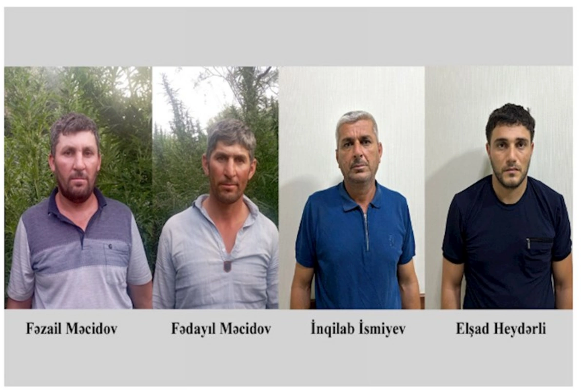 Fermada çətənə kolları yetişdirən 4 nəfər saxlanıldı — FOTOLAR
