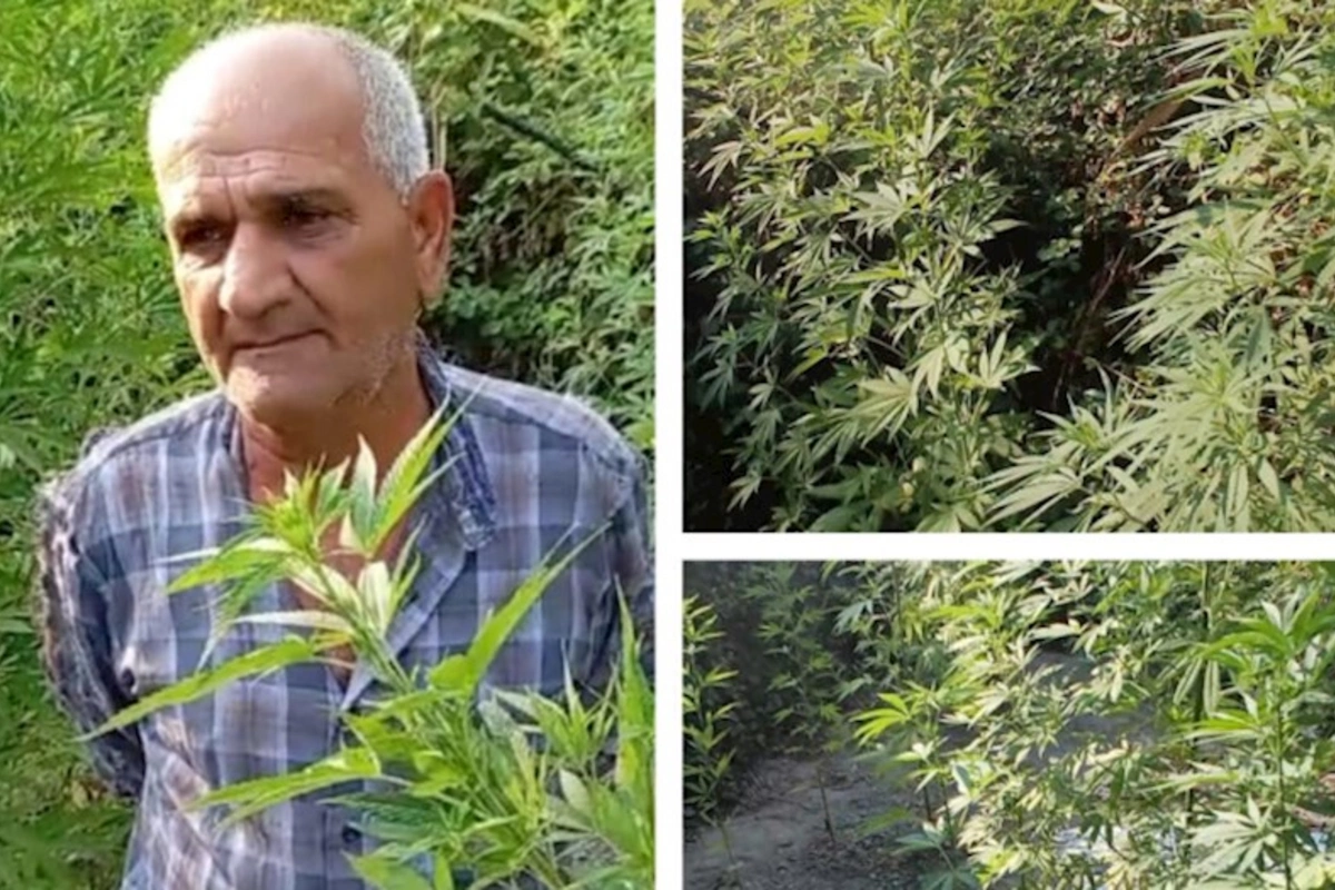 Meşədə çətənə yetişdirən şəxs saxlanıldı