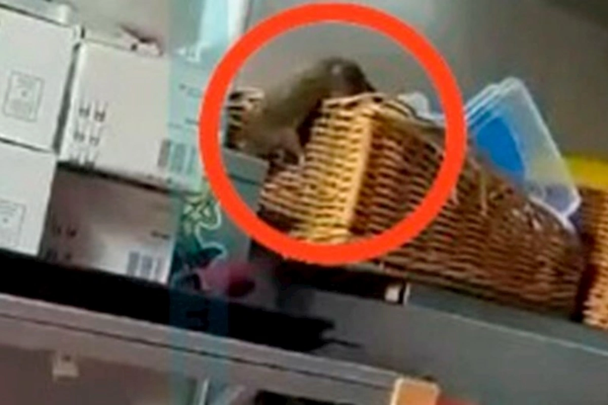 Bakıda mətbəxində siçovul gəzən restoranın fəaliyyəti dayandırıldı