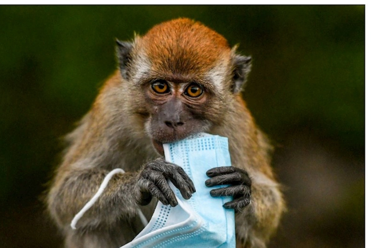 Afrikada meymunçiçəyi kabusu: 13 ölkədə minlərlə yoluxma, yüzlərlə ölüm