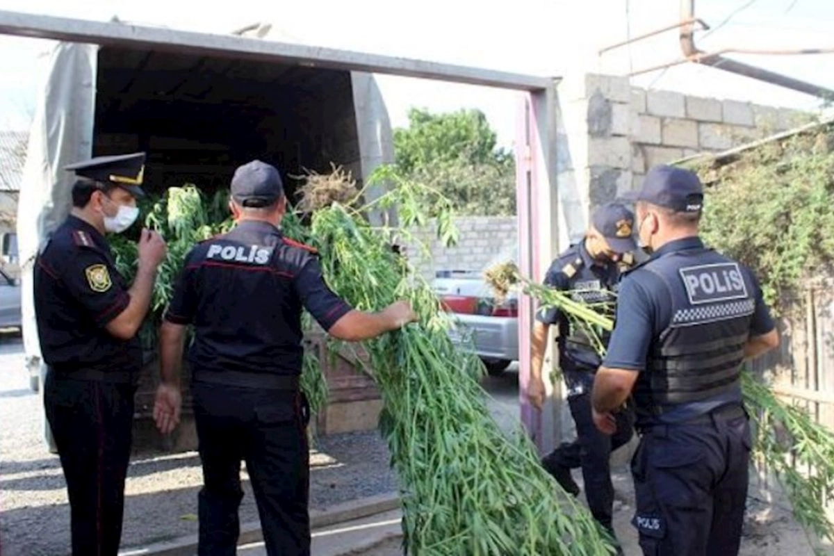 Polis Xaçmazda əməliyyat keçirdi — 379 kiloqram çətənə kolu aşkarlandı