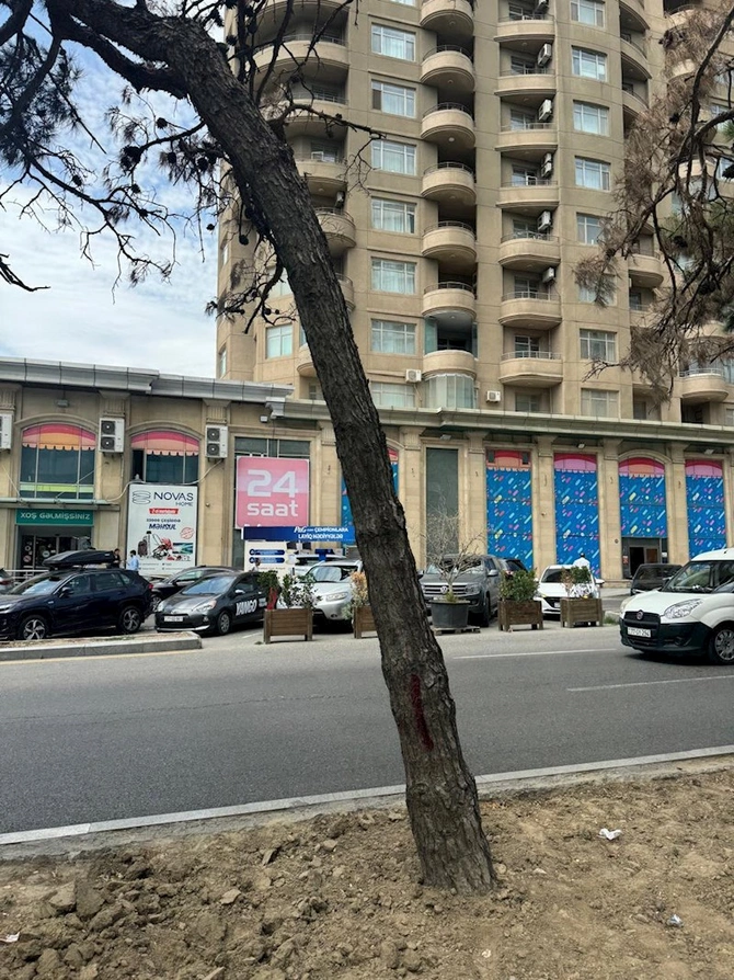 Bakı Dövlət Sirkinin qarşısındakı qurumuş ağaclar müvafiq ekspertiza rəyi əsasında götürülüb — FOTOLAR