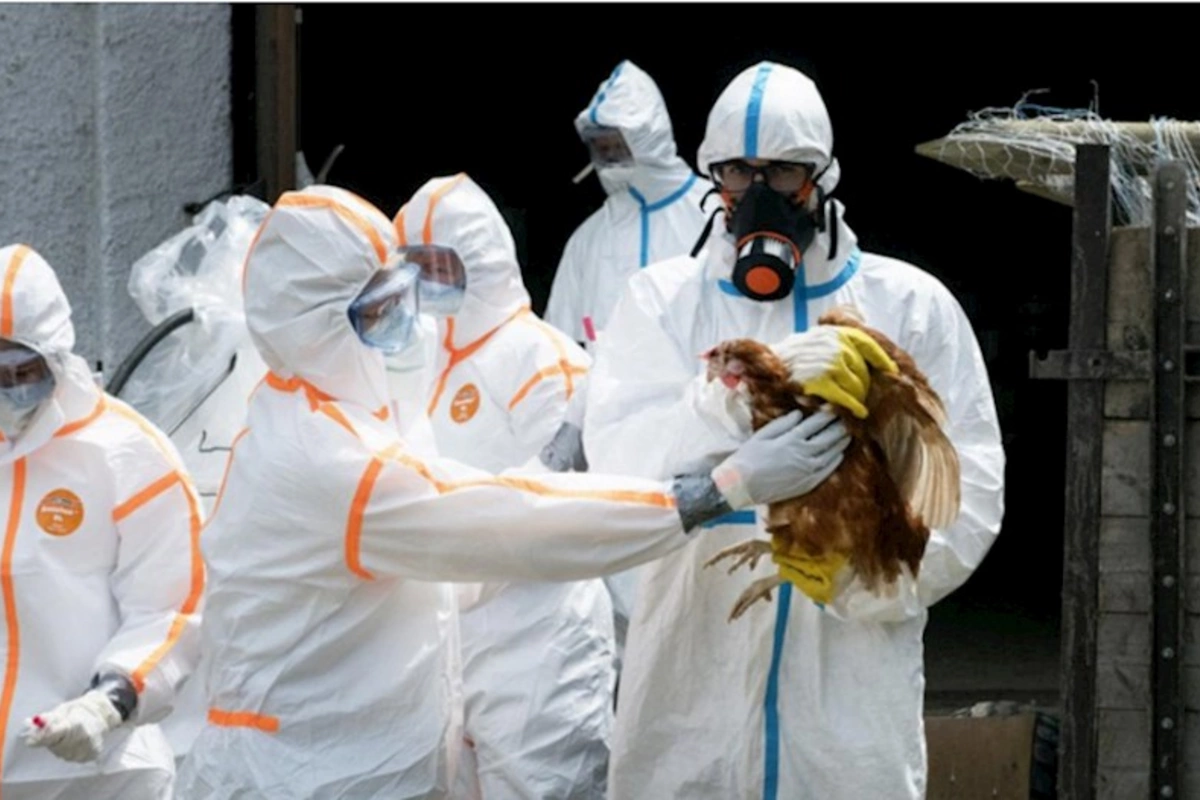 Çexiyada quş qripi epidemiyası qeydə alınıb