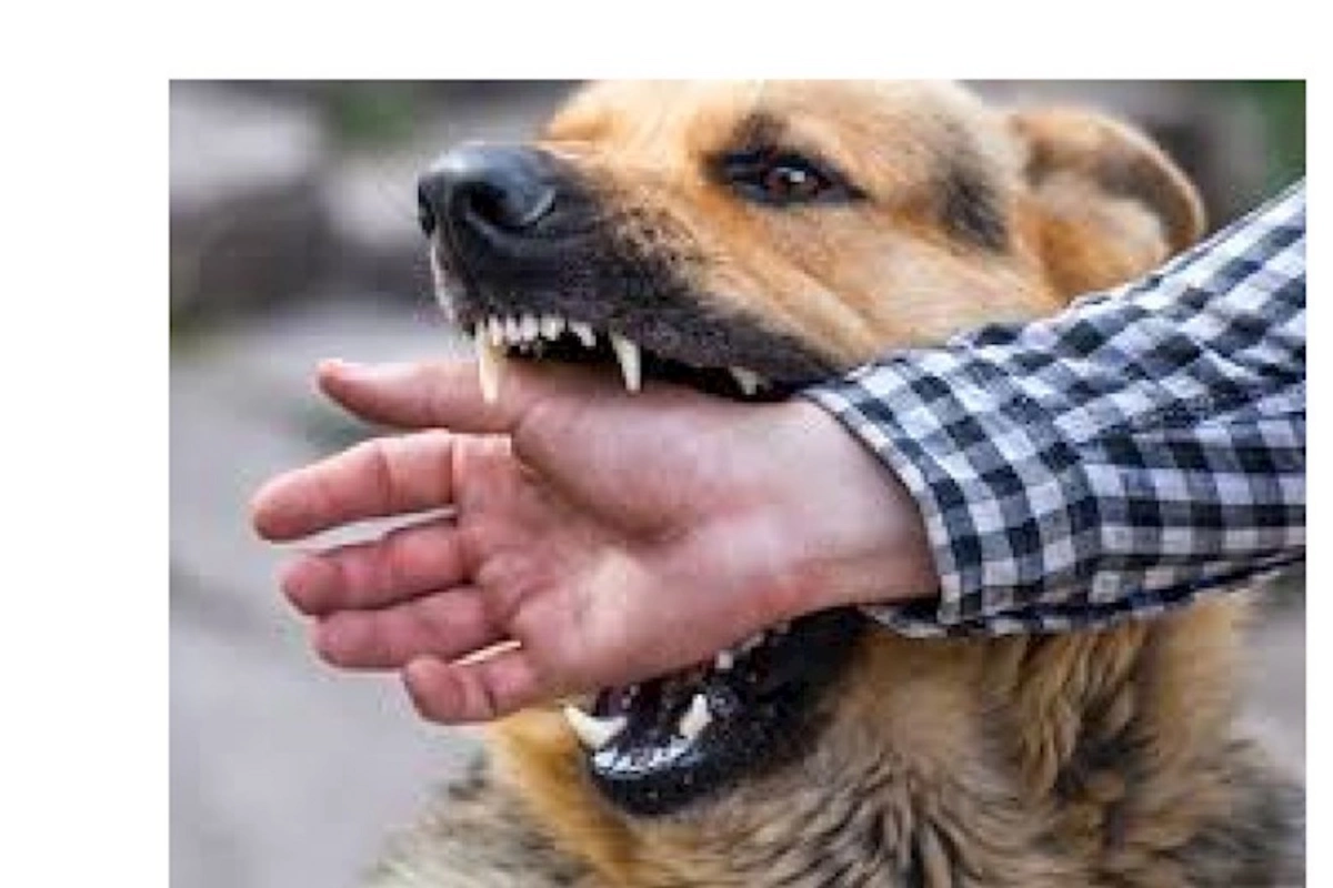 Bu il Azərbaycanda quduzluq xəstəliyi qeydə alınıb?